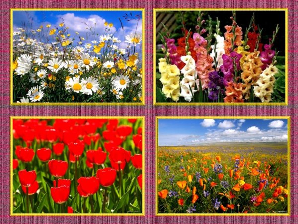 Цветы нашей Родины