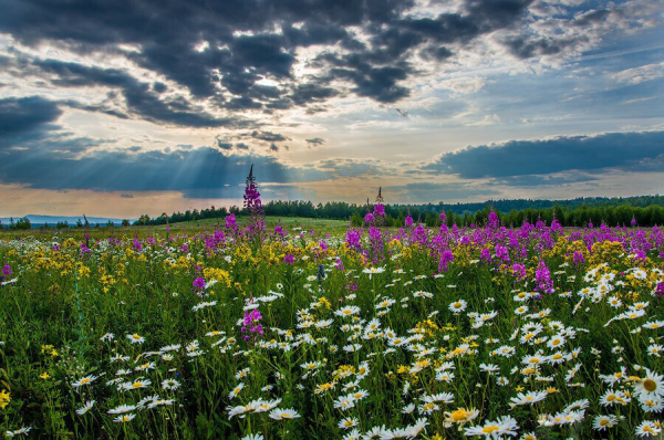 Луга Костромской области