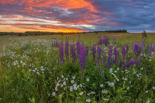 Алые маки Иссык-куля