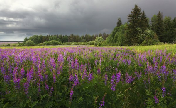 Поля Марий Эл