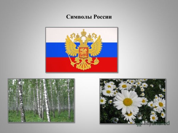 Ромашковое поле для детей