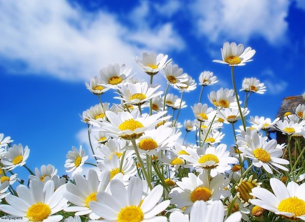 Разнообразие природы родного края