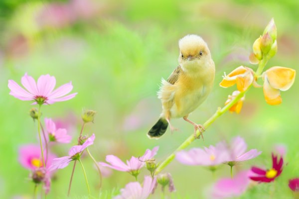 Весна солнце цветы птицы