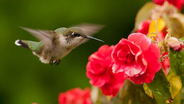 Колибри берлепшева Лесная звезда