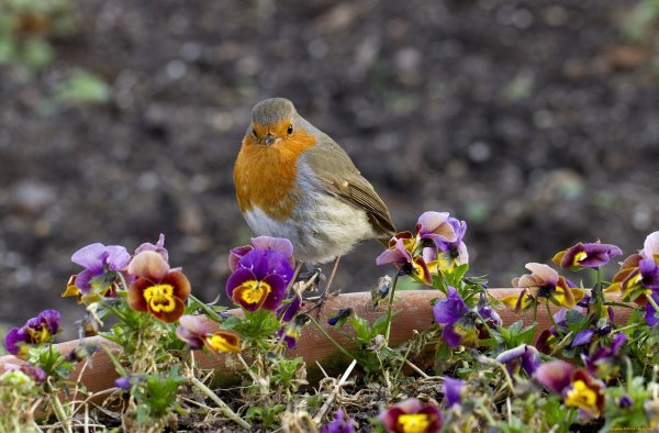 Зарянка птица расцветки
