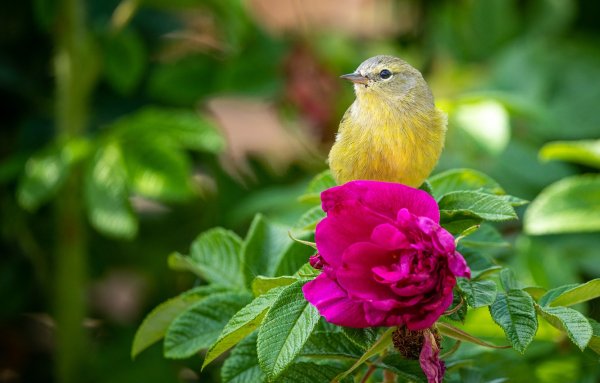 Птицы в цветах