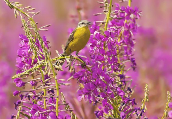 Колибри опылители