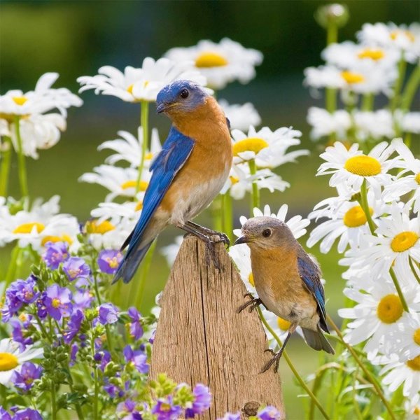 Японская белоглазка