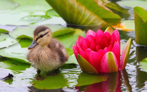 Красивая природа с птичками