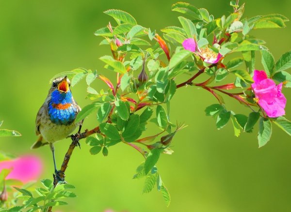 Весна природа животные