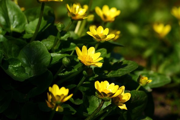 Чистяк весенний ficaria Verna