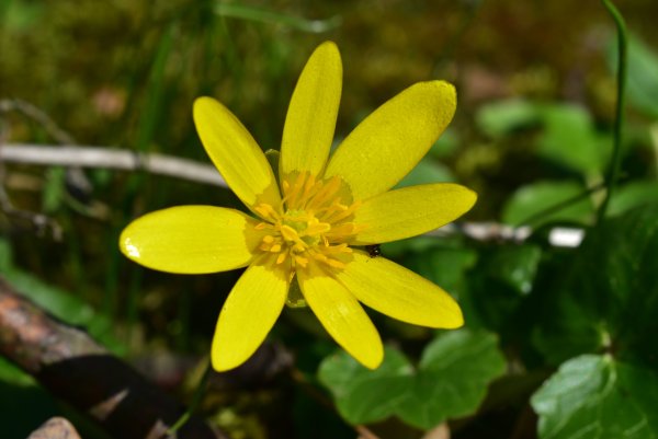 Чистяк весенний жабник