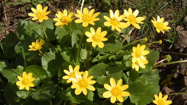 Первоцвет Чистяк весенний