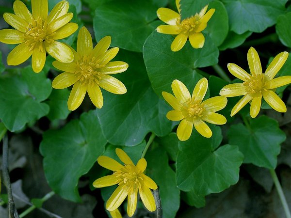 Лютик весенний Чистяк