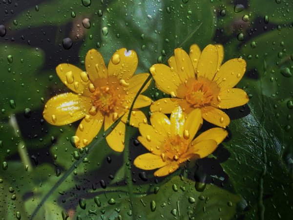 Чистяк весенний (Ranunculus ficaria)