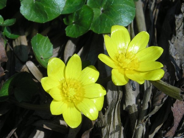 Первоцвет Чистяк весенний