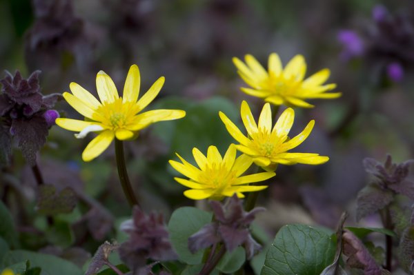 Чистяк весенний (Ranunculus ficaria)