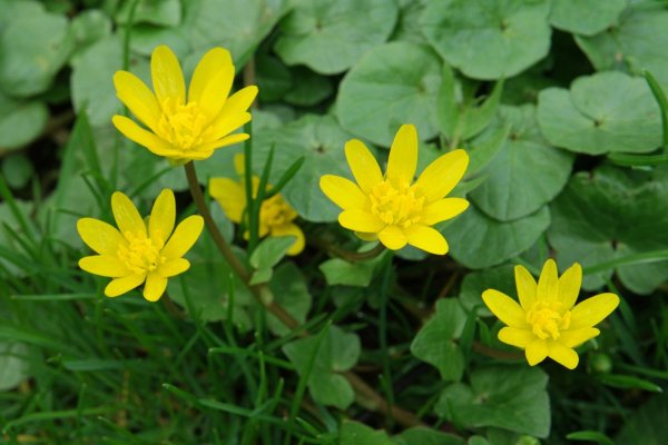 Чистяк весенний (ficaria)