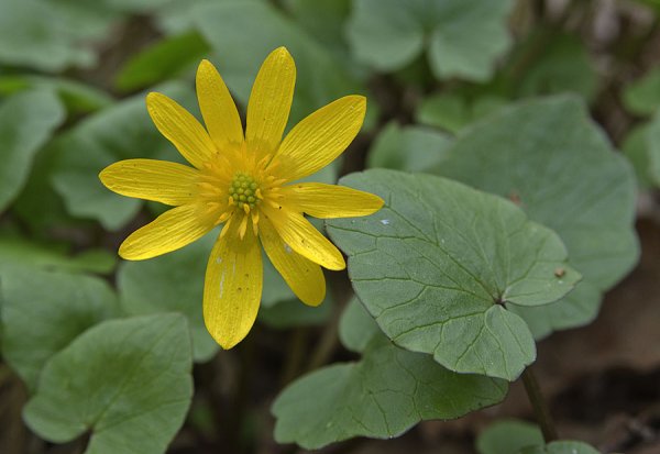 Лютик весенний Чистяк