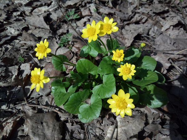 Чистяк калужницелистный