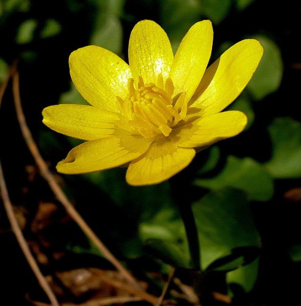 Чистяк весенний ficaria Verna