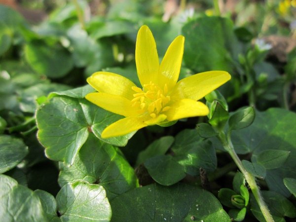 Чистяк весенний (Ranunculus ficaria)