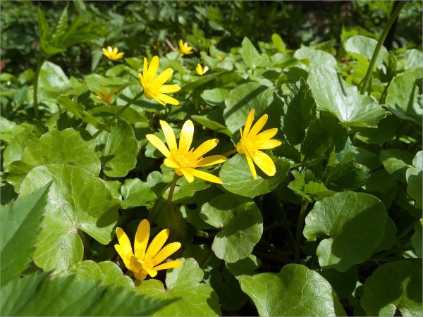 Лютик весенний Чистяк