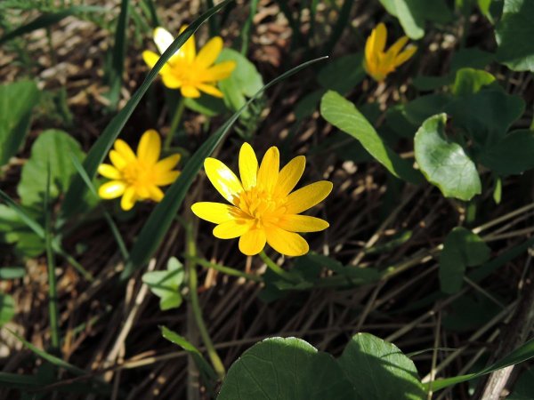 Чистяк весенний