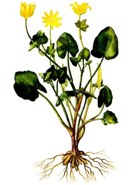 Чистяк весенний