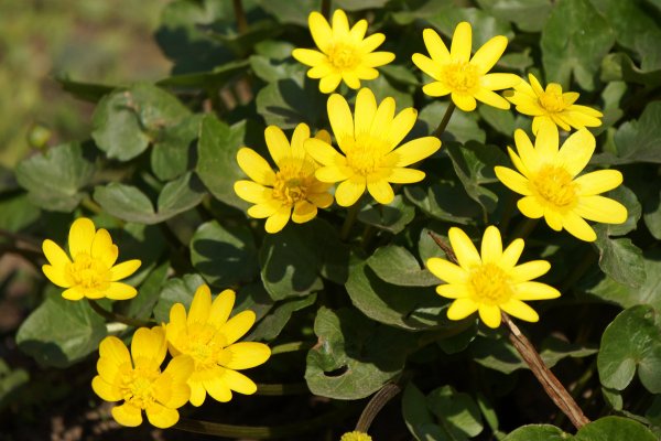 Чистяк калужницелистный