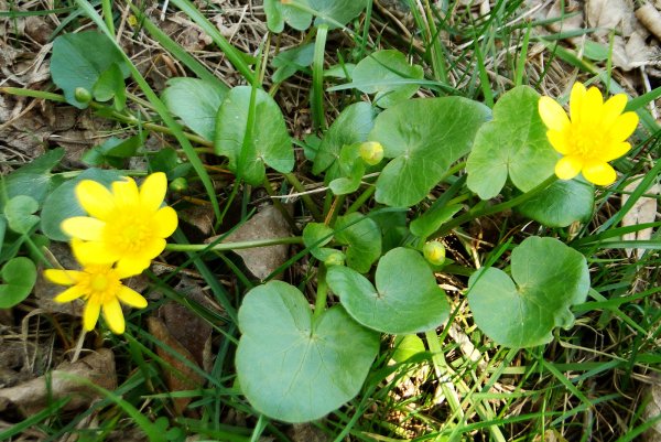 Чистяк весенний жабник