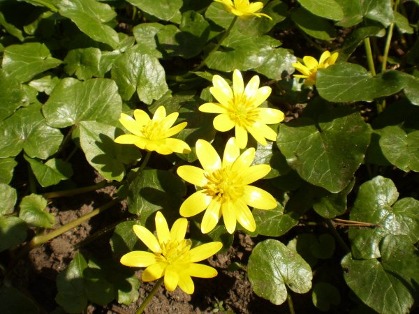 Лютик весенний Чистяк