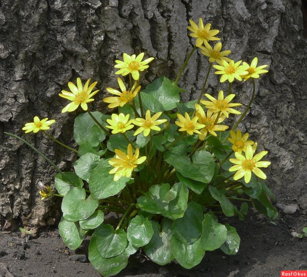 Чистяк калужницелистный