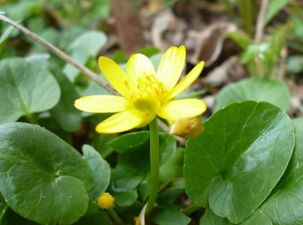 Чистяк весенний (Ranunculus ficaria)