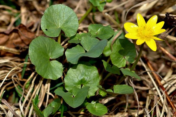 Чистяк весенний ficaria Verna