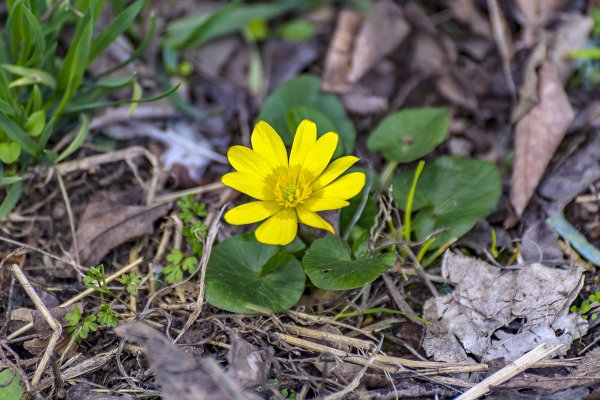 Первоцвет Чистяк весенний