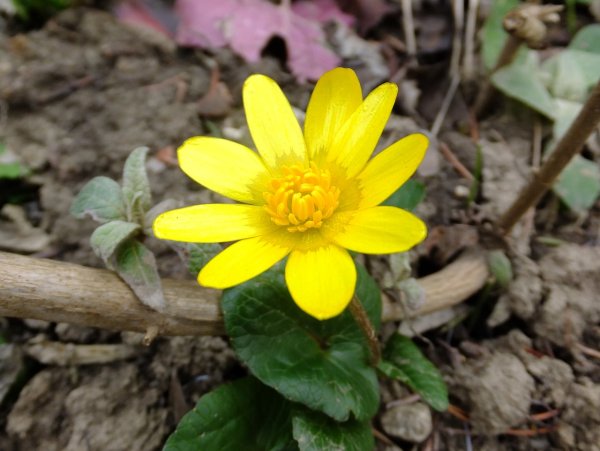 Чистяк весенний цветок