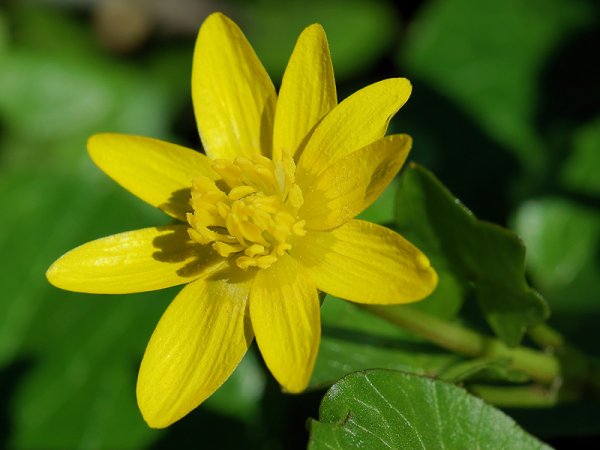 Чистяк цветок первоцвет