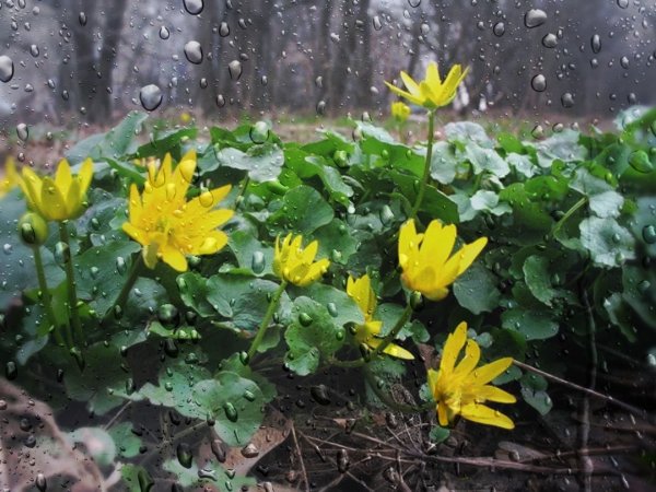 Первоцвет Чистяк