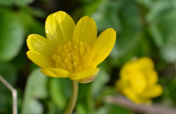 Чистяк лютичный