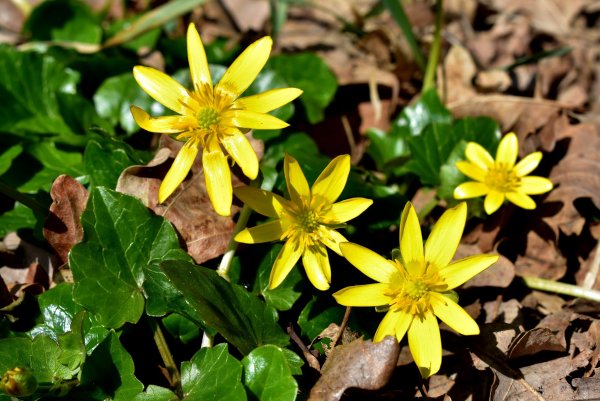 Чистяк весенний (Ranunculus ficaria)