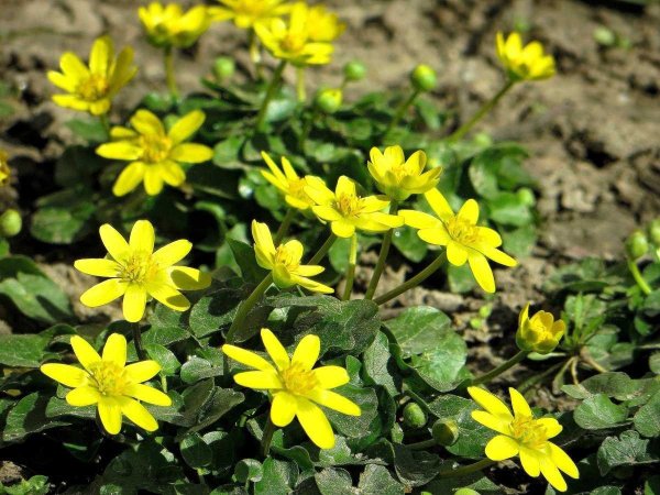 Чистяк весенний стебель