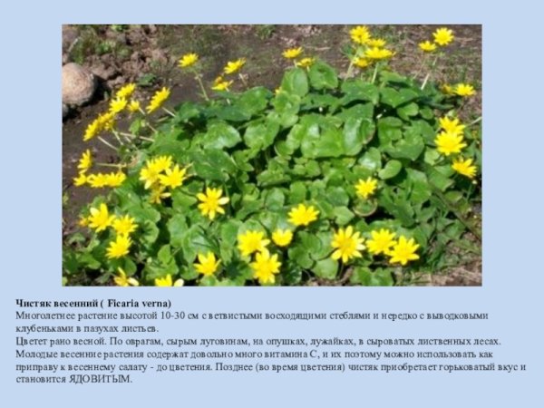 Чистяк растение корень