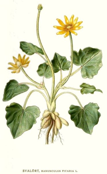 Чистяк калужницелистный