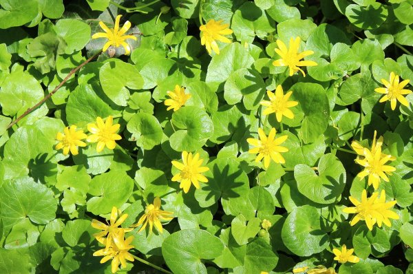 Чистяк весенний жабник