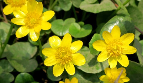 Первоцвет Чистяк весенний