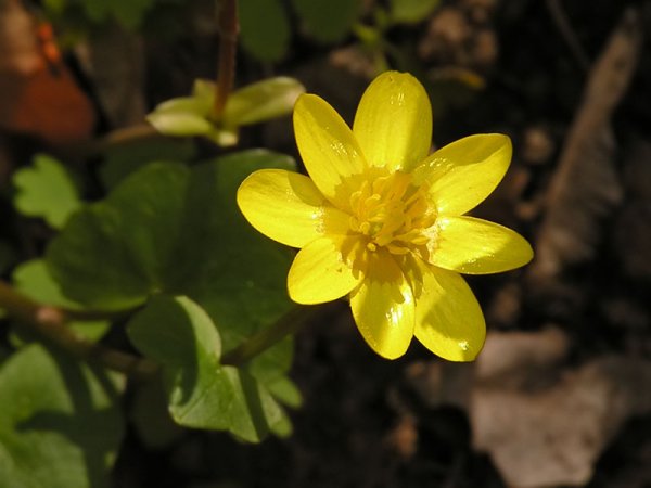 Чистяк весенний ficaria Verna