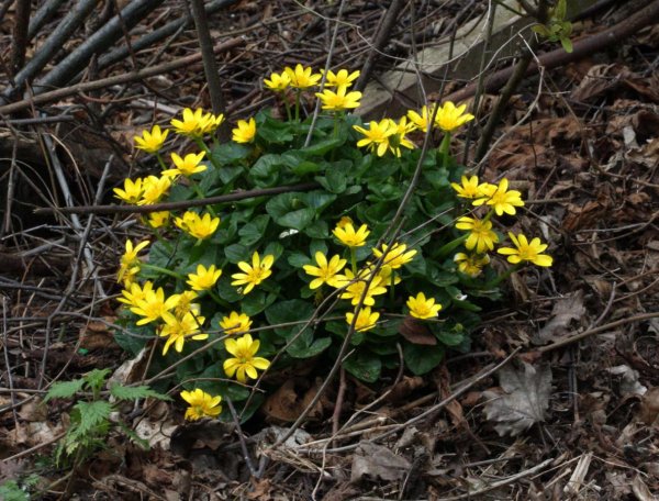 Первоцвет Чистяк весенний