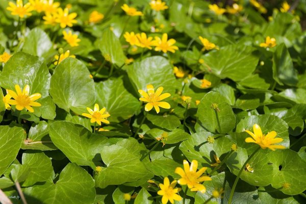 Лютик весенний Чистяк