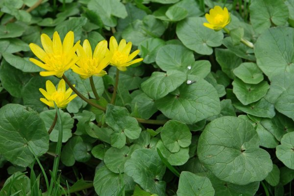 Чистяк весенний (Ranunculus ficaria)